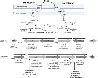The Scr and Csc pathways for sucrose utilization co-exist in E. coli, but only the Scr pathway is widespread in other Enterobacteriaceae